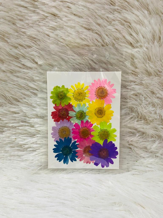 12 in 1 Only Daisy Pressed Dried Flowers