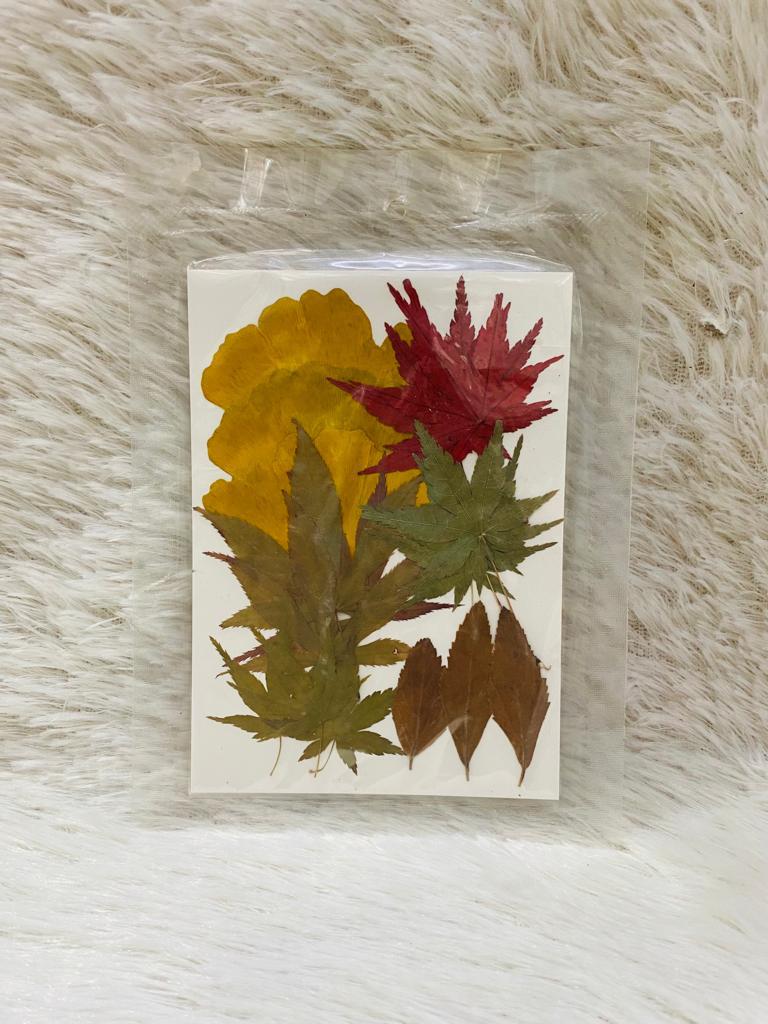 24 in 1 Pressed Dried Flowers (D)