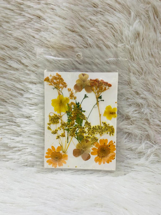 12 in 1 Pressed Dried Flower